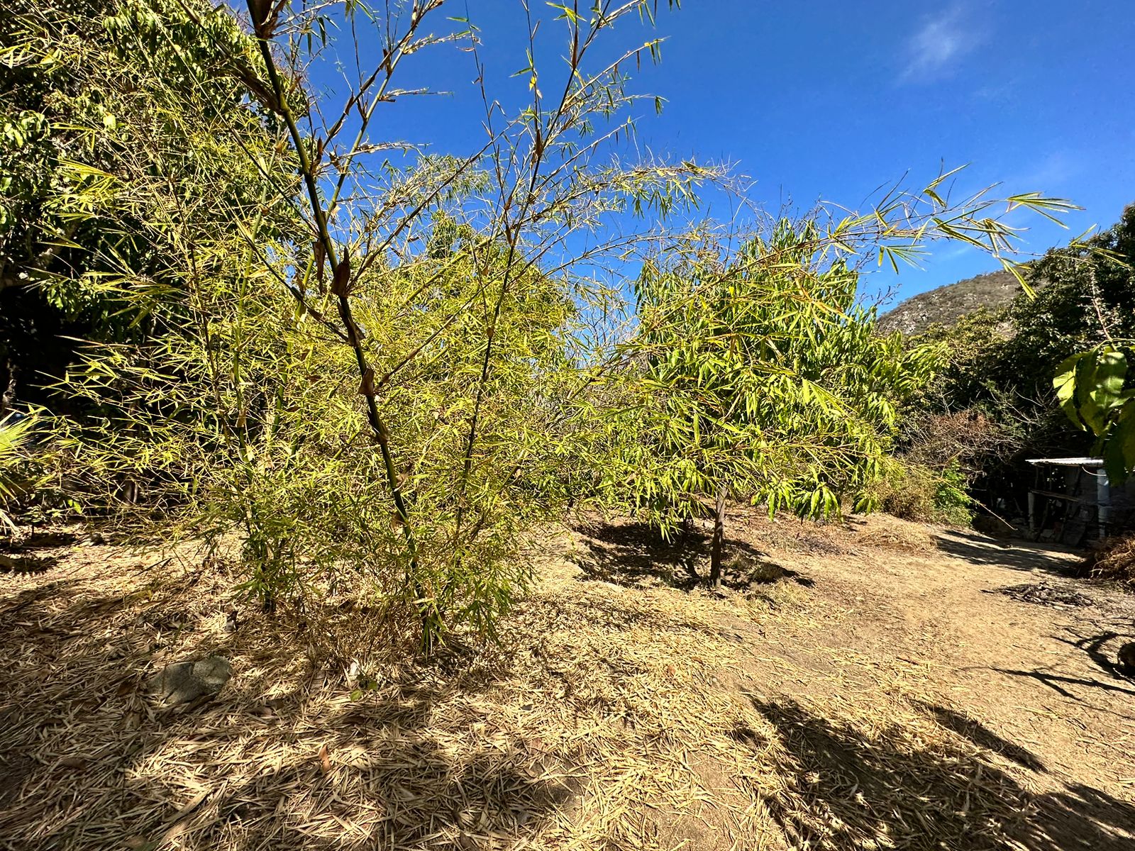 TERRENO HUERTA  EN VENTA,   SAN BARTOLO BCS