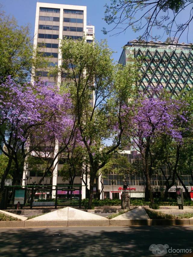 SE RENTAN OFICINAS EN PASEO DE LA REFORMA $37,500