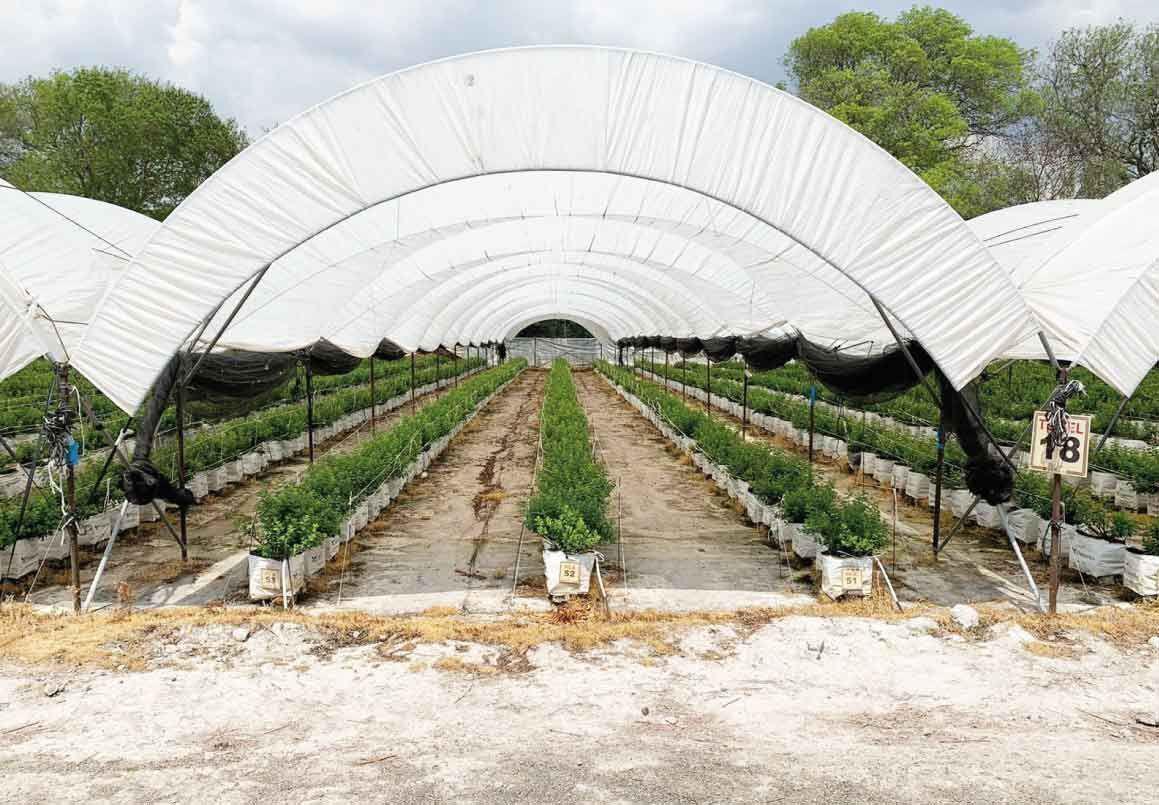 HUERTA DE ARANDANOS EN VENTA EN TZINTZUNTZAN, MICHOACAN