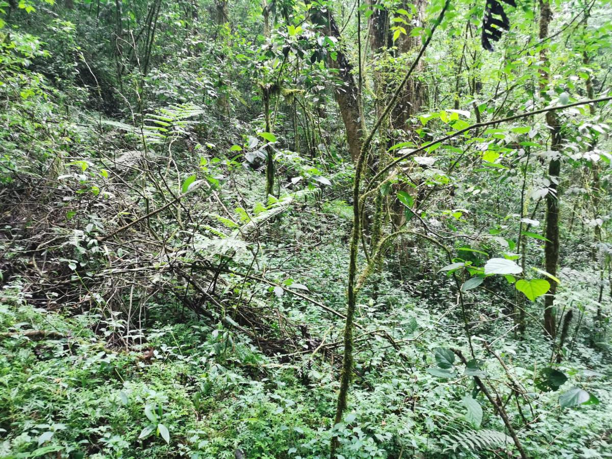 Terreno - Cuauhtémoc