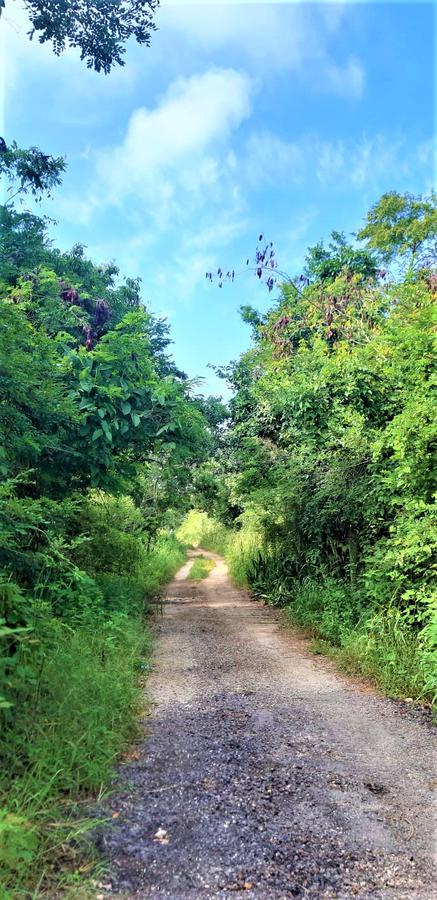 TERRENO EN VENTA MERIDA, CHOCHOLA YUCATAN TERRENO RUSTICO (AVT-1129)