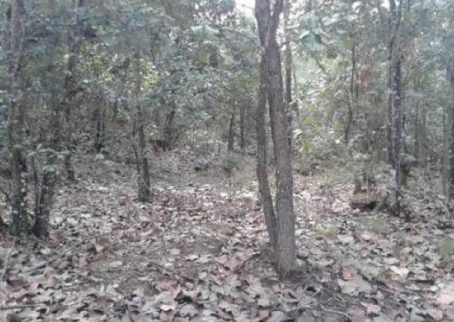 TERRENO EN VENTA CHIQUILISTLAN ARROYO DEL TULE