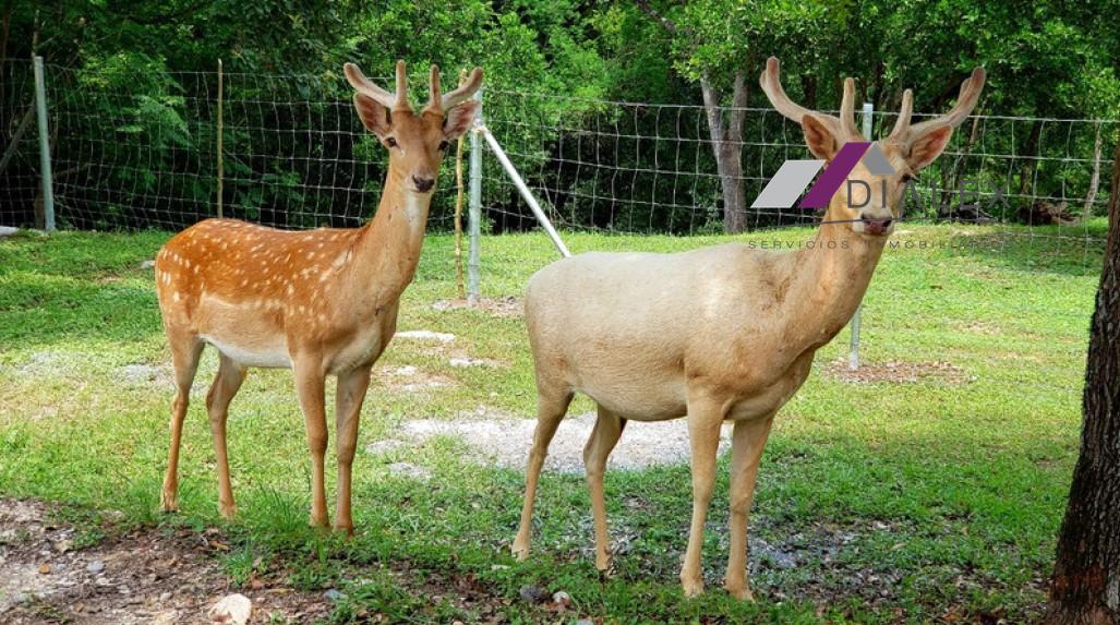 Terreno VENTA -Milencinos Fraccionamiento Campestre junto a Bioparque Estrella MONTEMORELOS