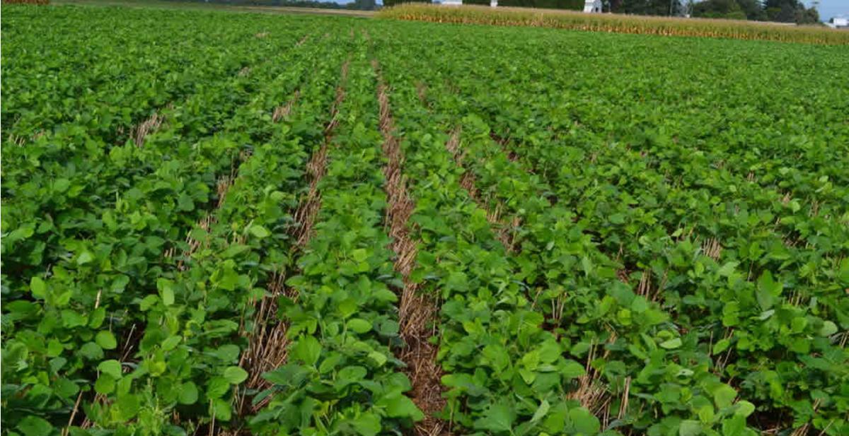 Campo en Centro