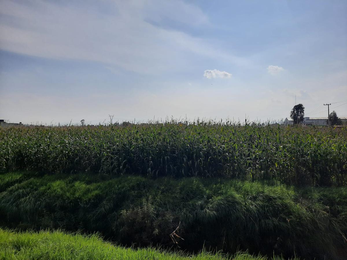 Terreno en  Renta o Venta en San Pedro Totoltepec, Toluca