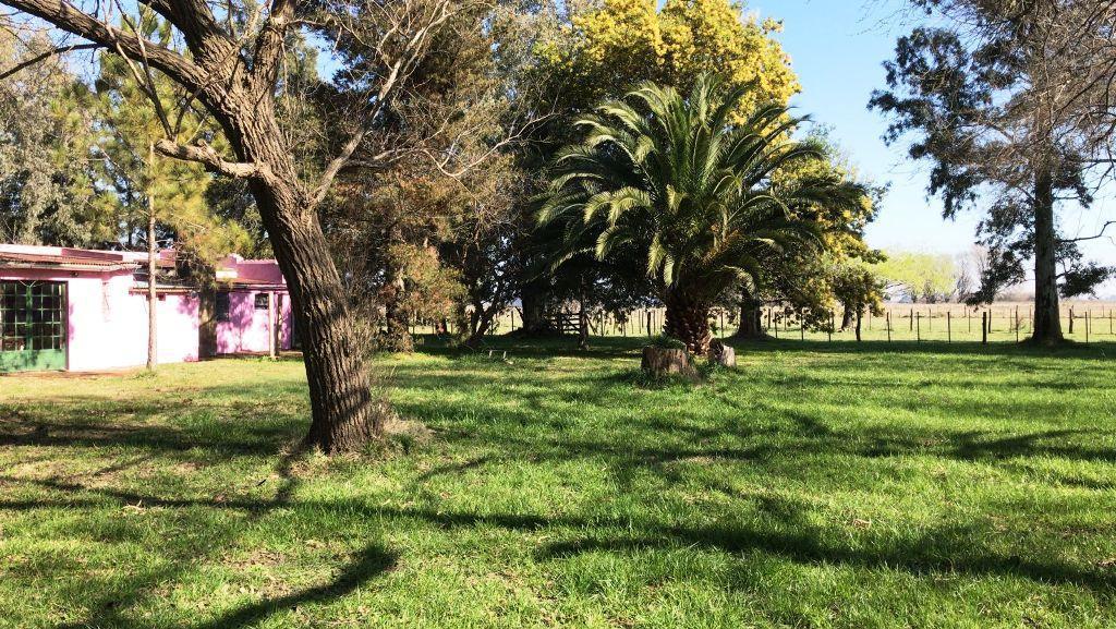 EXCELENTE CHACRA DE 55 HECTAREAS CON CASA, MEJORAS Y LUZ ELECTRICA EN LAS FLORES