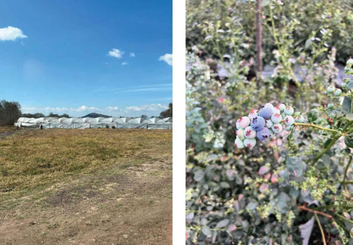 HUERTA DE ARANDANOS EN VENTA EN TZINTZUNTZAN, MICHOACAN