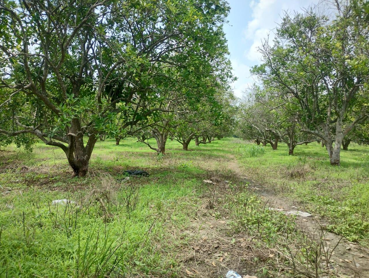 RANCHO EN VENTA EJIDO NUEVO CARRETERA TIHUATLAN, POZA RICA VERACRUZ