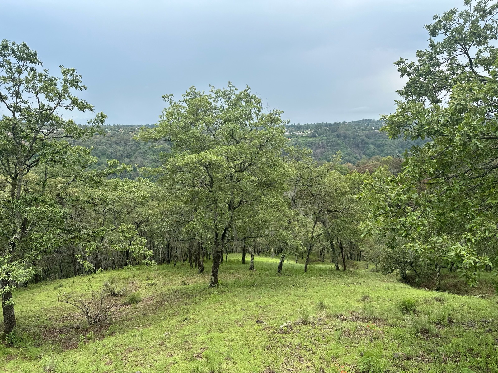 Terreno - Omitlán de Juárez