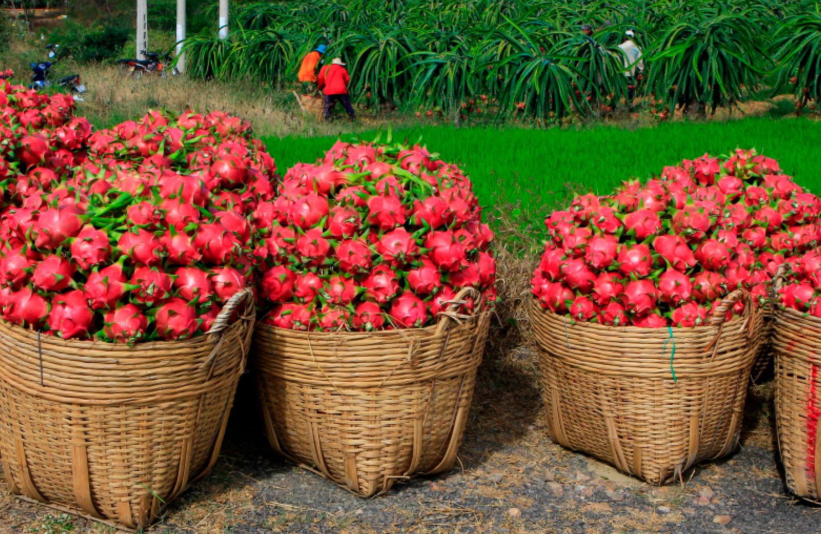 Adquiere tu Terreno en Pitahaya: Rentas Garantizadas y Plusvalía