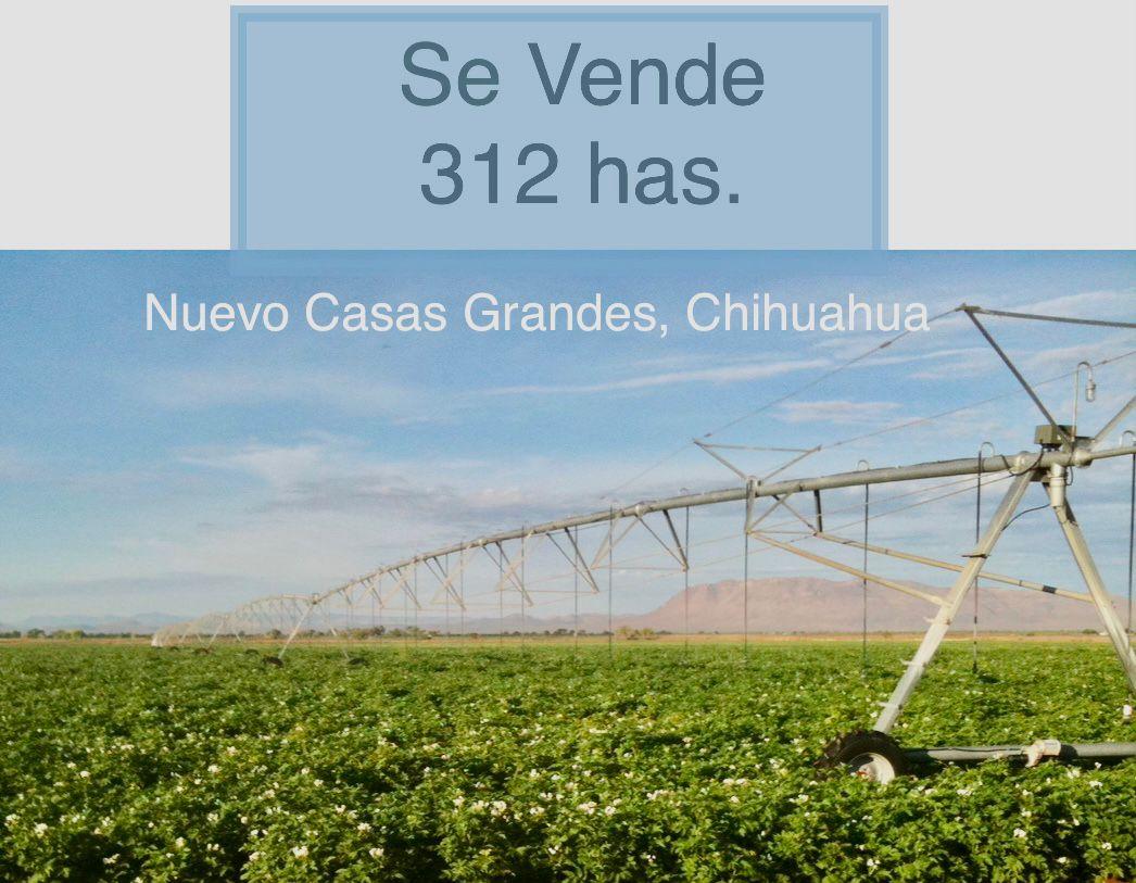 RANCHO EN VENTA EN CASAS GRANDES (312 has)