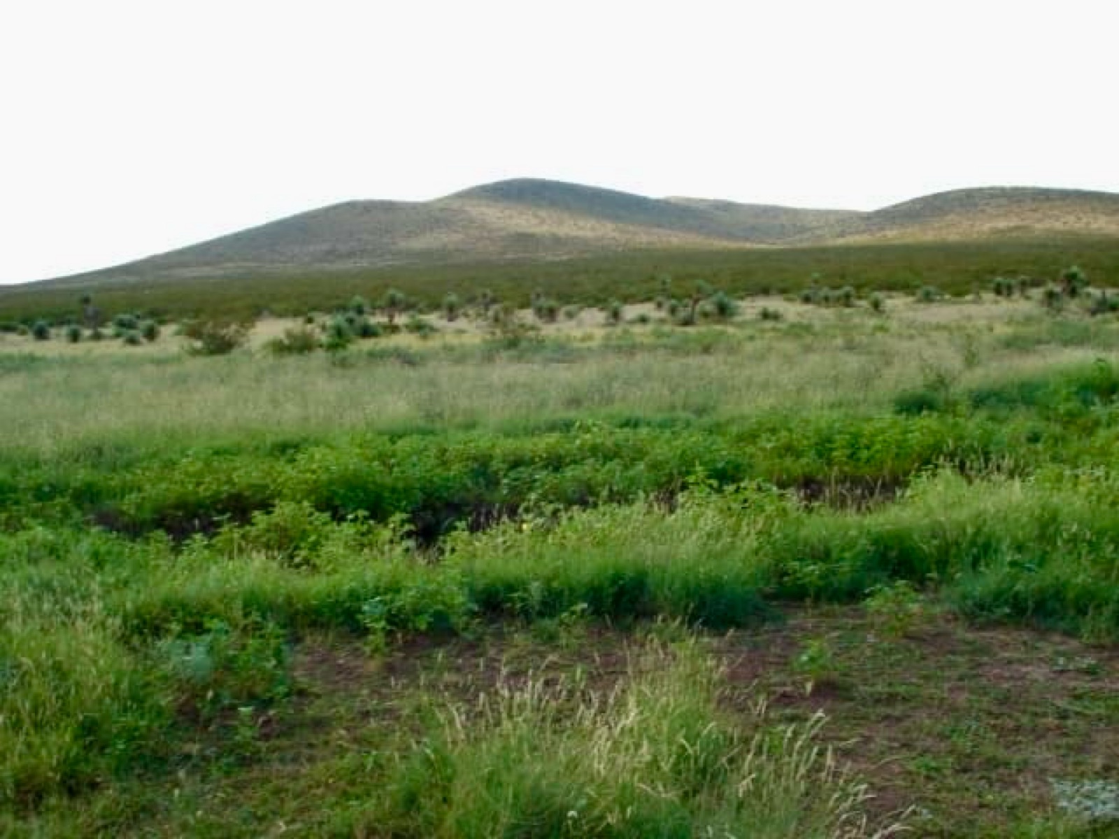 RANCHO GANADERO EN VENTA EN JIMENEZ, CHIHUAHUA (1000 HAS)