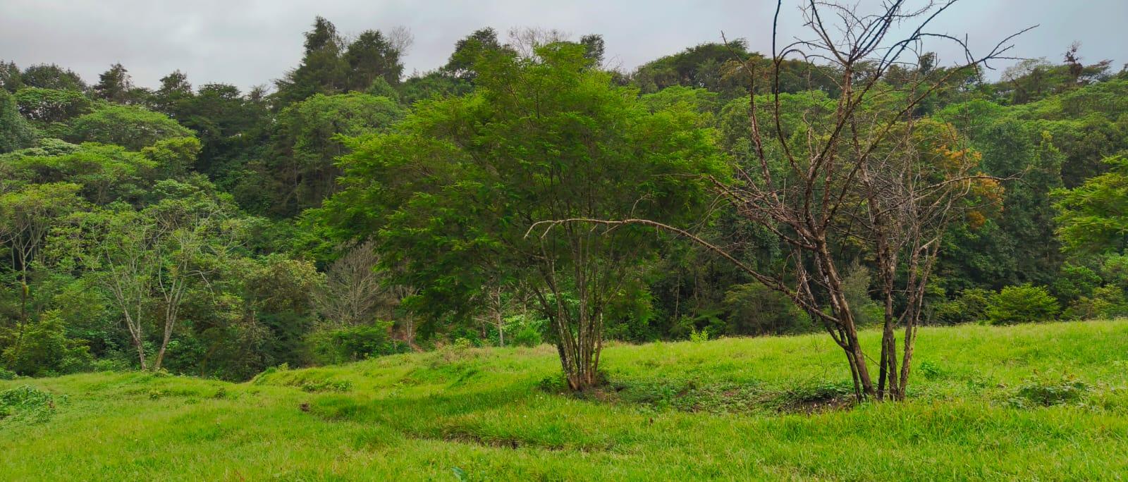 4 Hectáreas en Xico