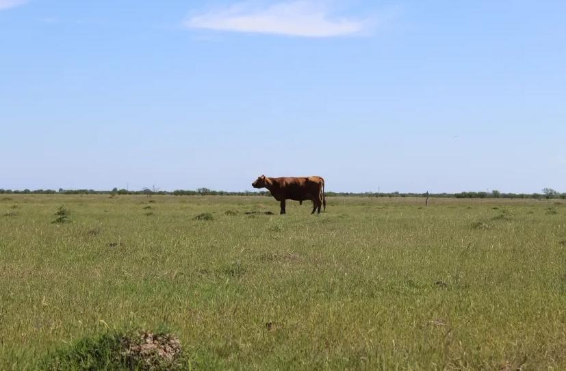 77 hectareas en Santa Lucia - San Pedro