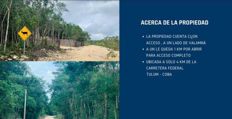 50 HECTAREAS EN VENTA CARRETERA TULUM COBA