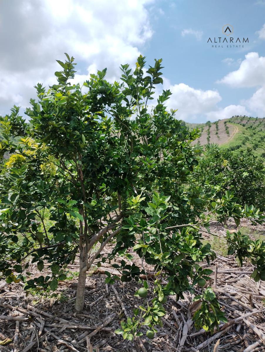 RANCHO EN VENTA EN TIHUATLAN, VERACRUZ.