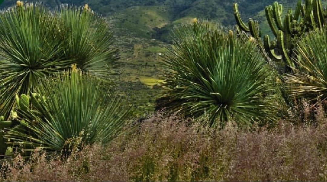 TERRENO EN VENTA EN PEDRO ESCOBEDO