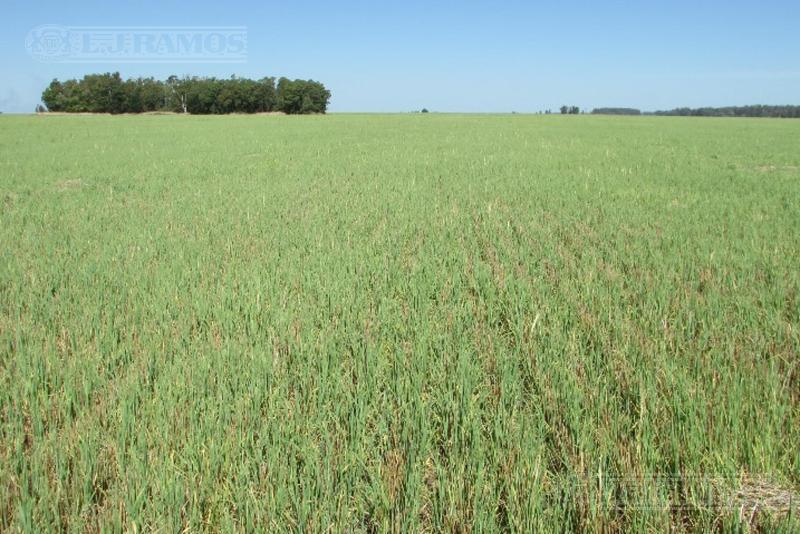 Campo en Venta. Juan N. Fernández,  Necochea, BA