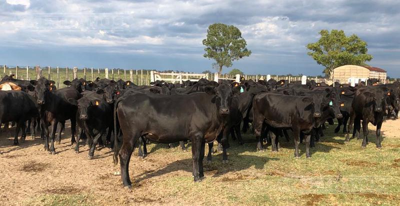 Campo ganadero en venta. Zona Argentina/Malbrán, Santiago del Estero. Sobre Río Salado.