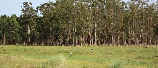 Campo en  Dto. Berón de Astrada, Corrientes