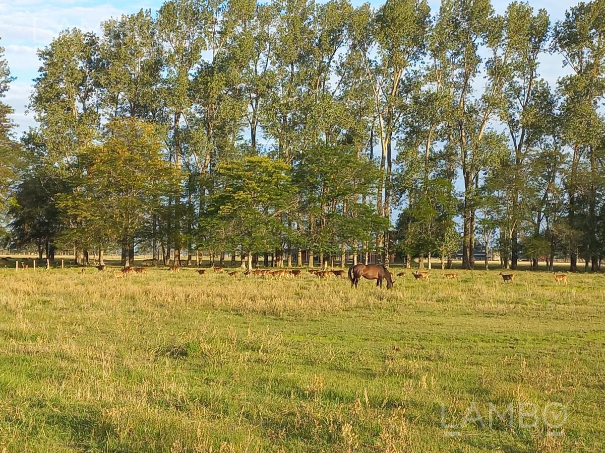 VENTA-LOTE-CHACRA-CARMEN DE ARECO-LA ALAMEDA