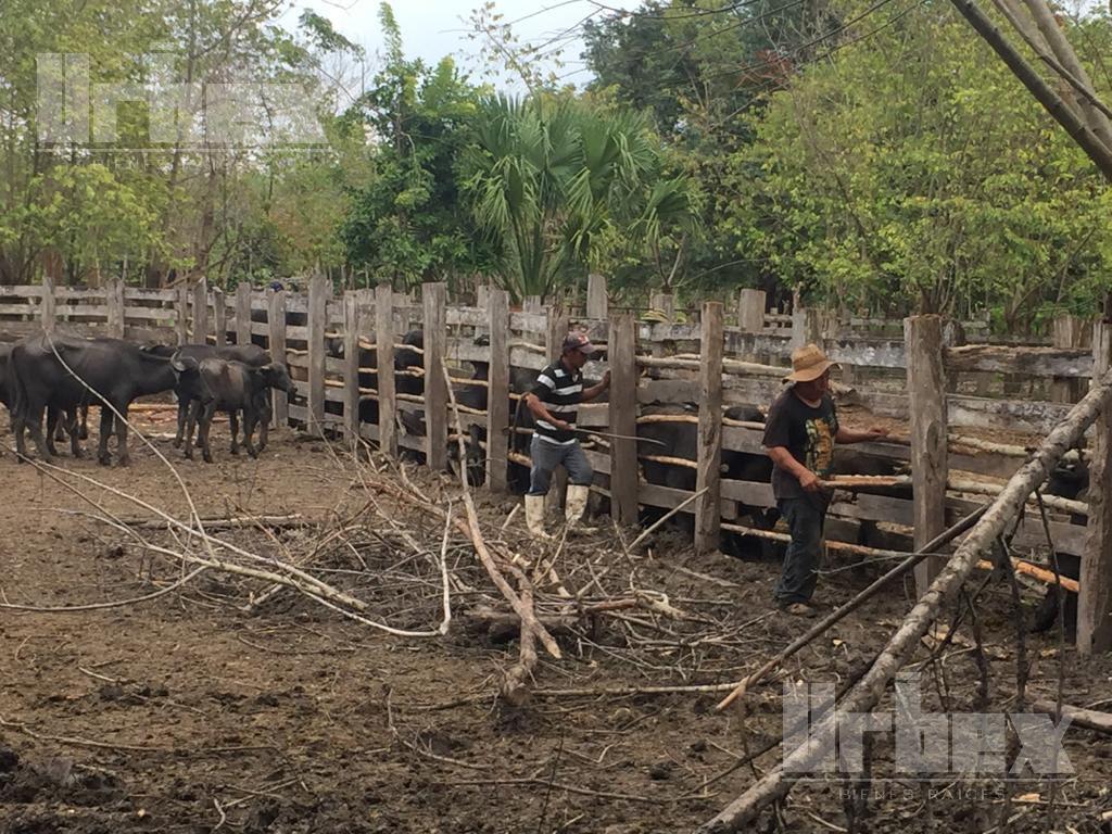 VENDO TERRENO SOBRE CARRETERA CAMPECHE - HOOL EN CHAMPOTON