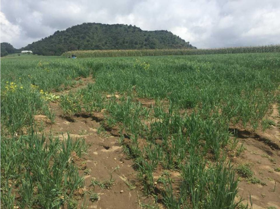 VENTA DE MINA DE BASALTO Y RANCHO, EN AMECAMECA, ESTADO DE MEXICO